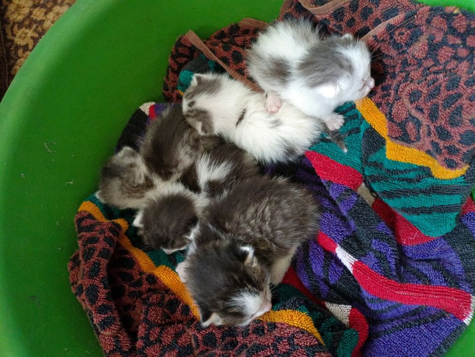 Отдам котят в добрые руки