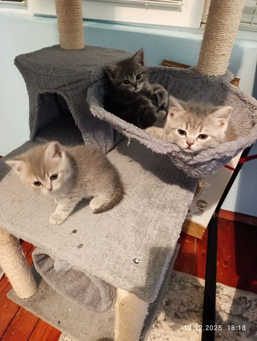 Британски късокосмести котенца