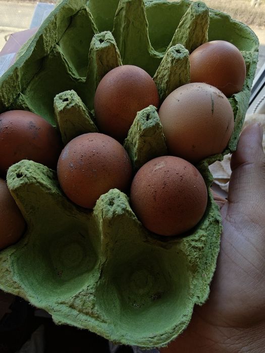 Ouă de casă proaspete