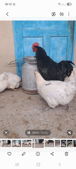 Куры и петух  гигант