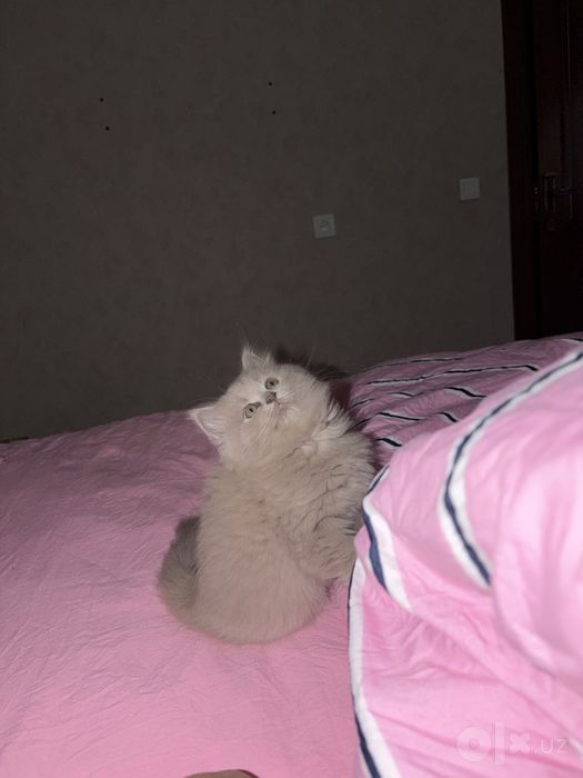 Кошка продаеться британская тоза