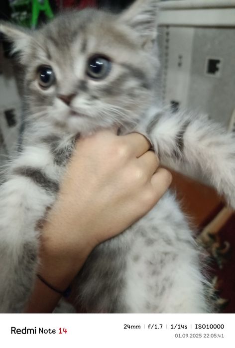 Mushukchalar sotiladi