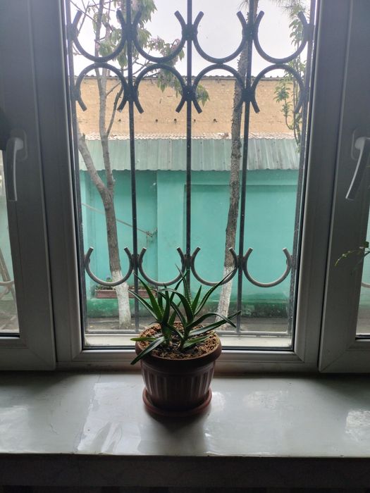 Цветы комнатные цены по запросу