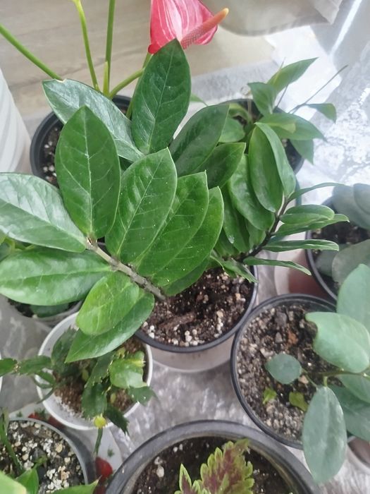 Гүлдер сатылымда,