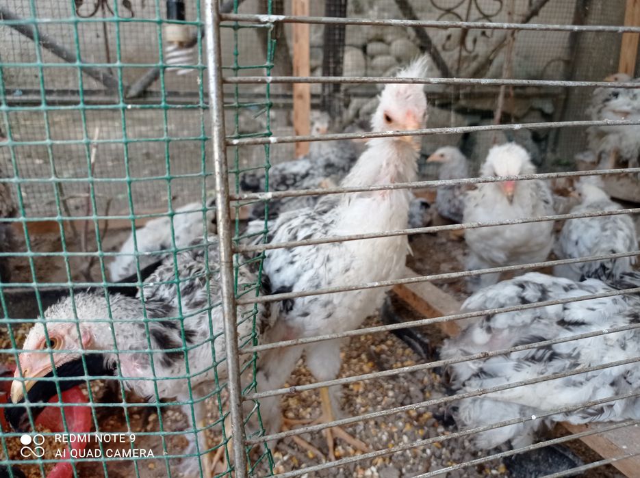 Брама жужулари сотилади