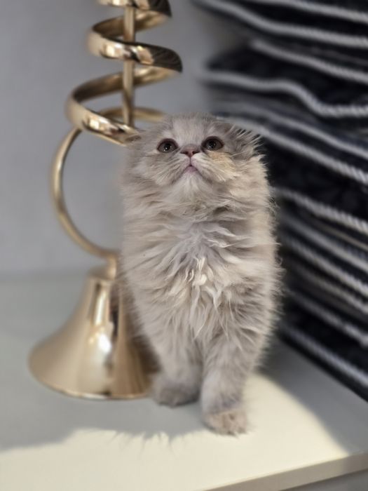 Продаётся очаровательная кошечка Scottish Fold Highland. 3-месячная.