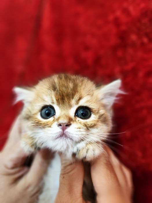 Чистокровные котята