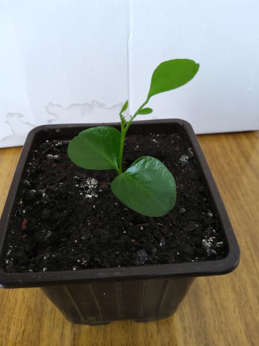 Продам комнатные растения