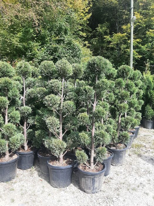 Tuia smarald,Leylandy Brazi Mesteacan Tei Platani