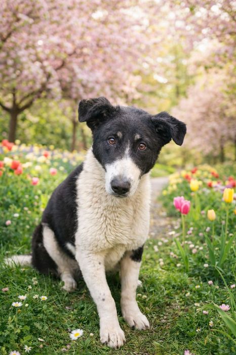 Бимка ищет дом, ему 6 месяцев