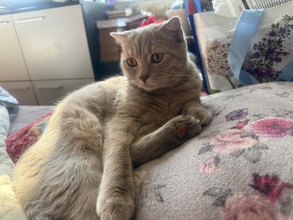 Породисти котета