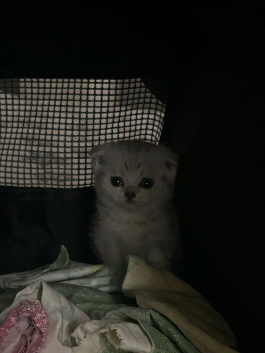 котенок шотландский