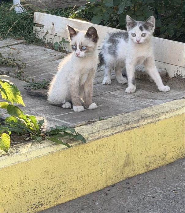 отдам котят в добрые ручки!