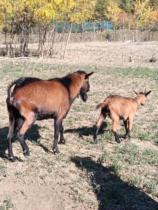 Vânt țap alpin francez