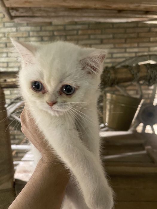 Котенок породы серебристая шиншила