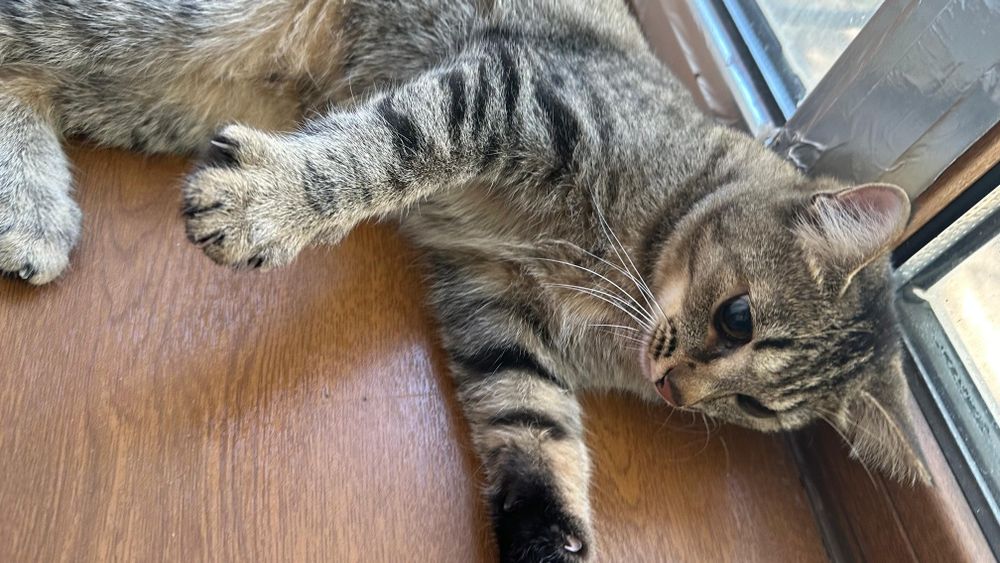 Отдам кошку в хорошие руки