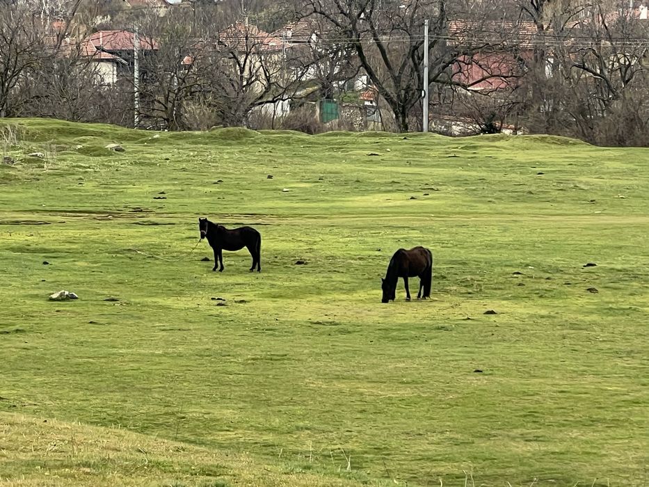 Голям, слъвчев парцел.