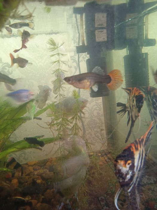 Аквариумные рыбки