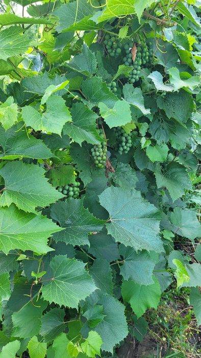 Продам дачу сады 1