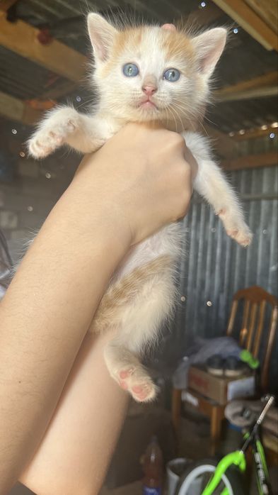 Отдаем даром котят