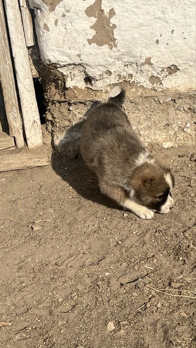 Төбет күшік сатылады