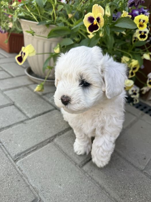 Fetita Bichon Maltez