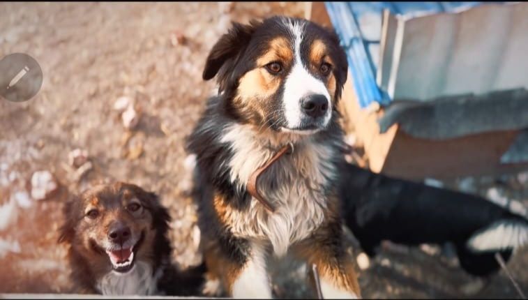 Собачка в хорошие руки