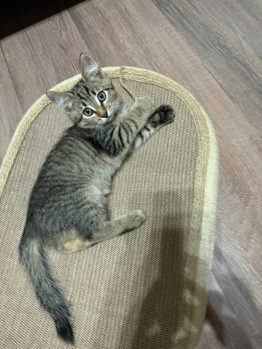 Отдам котят в добрые руки.