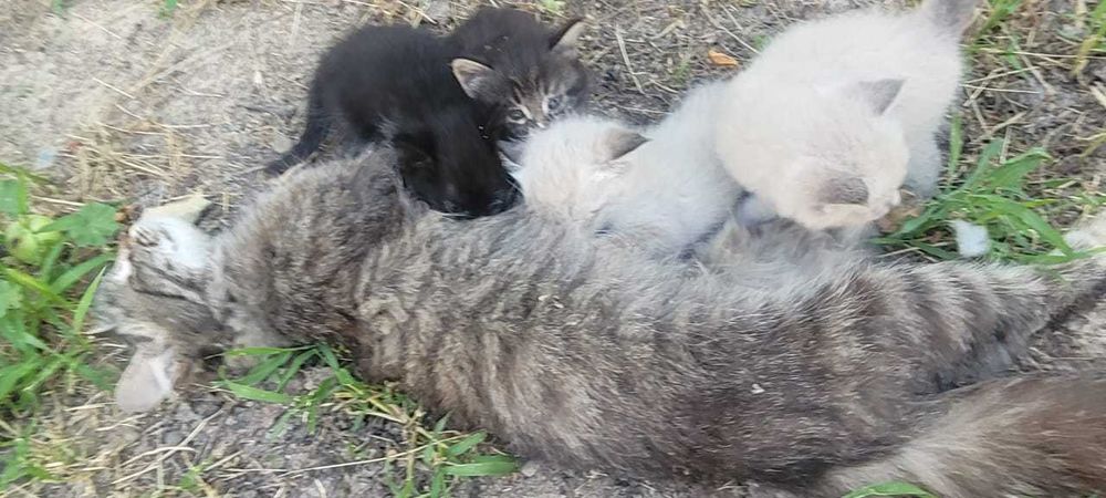 Котята в добрые руки