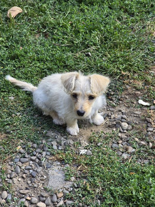 Pui bichon maltez