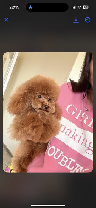 Той Пудел Ред Априкод