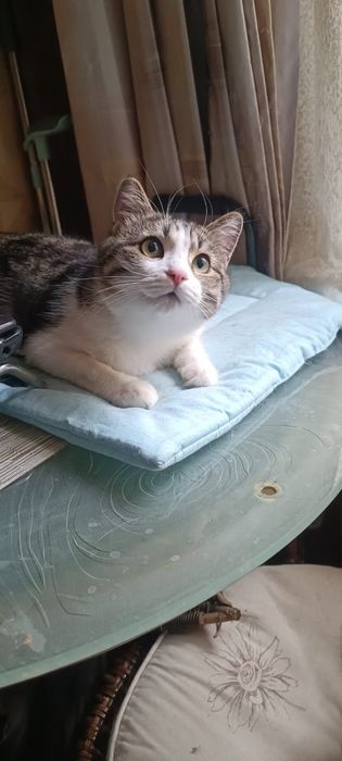 Котик ищет новый дом