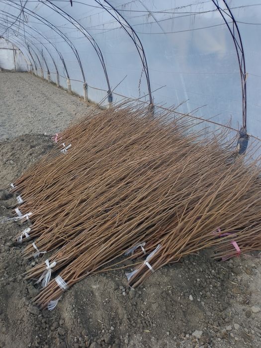 Turli xildagi mevali ko'chatlar sotiladi 15000