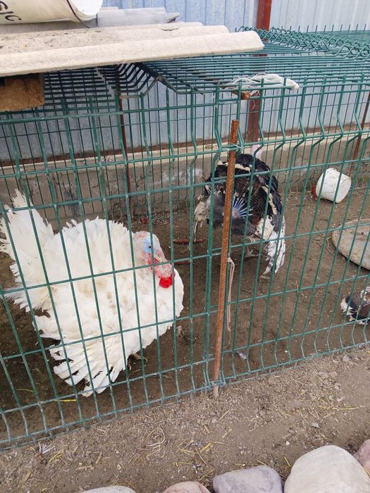 Продам индюков самцов ставропольский