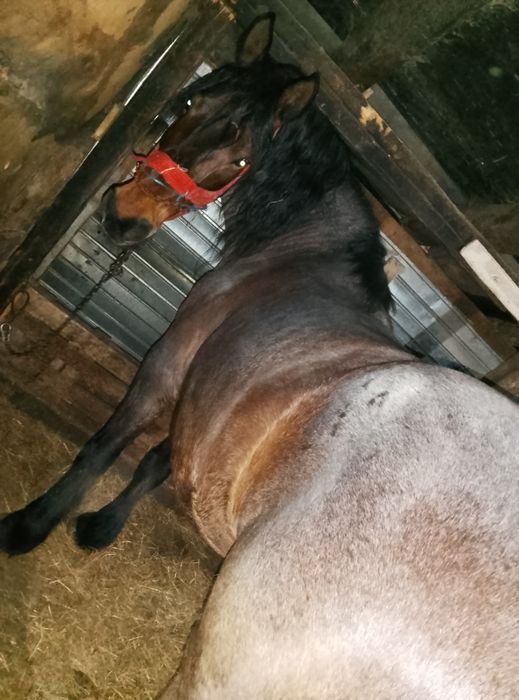 iapa de 8 ani foarte cuminte