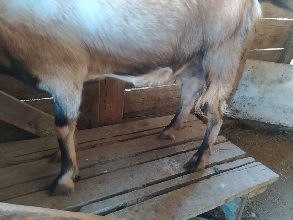 Продаётся дойная коза