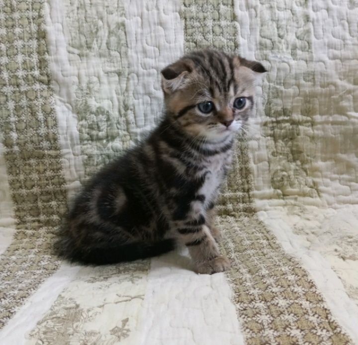 Симпатичный мальчик шотландский