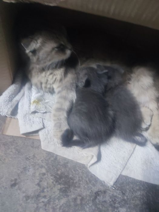 Котенок вислоухий