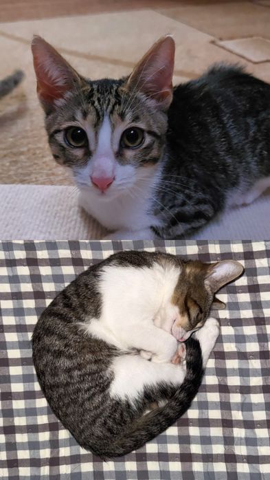 Котята, кошка в добрые руки