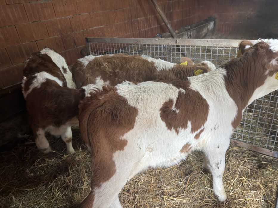 Vitei baltati doua femele si un mascul