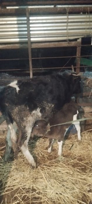 Сауын сиырлар сатылады