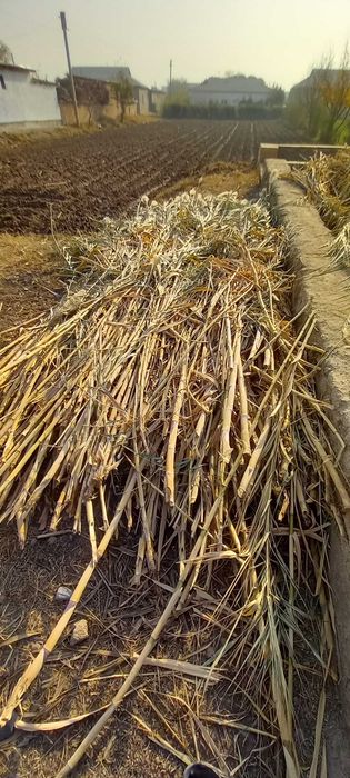 G'arov shakarqamish sotiladi