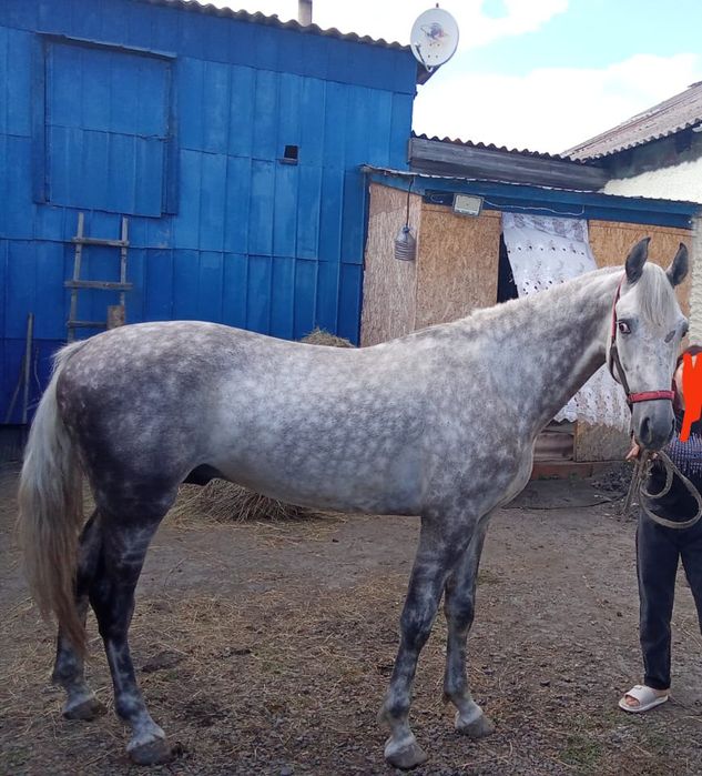 Продам Орловского жеребца 3 лет