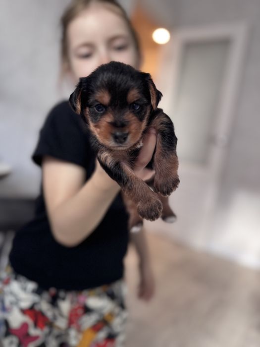 Продам щенков йоркширского терьера