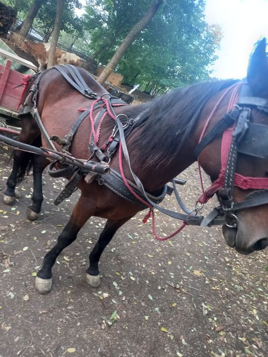 Iapa de vânzare 6 ani