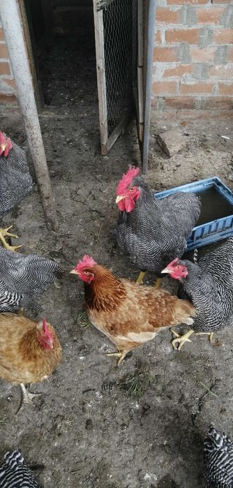 plimut rock barat..cocos