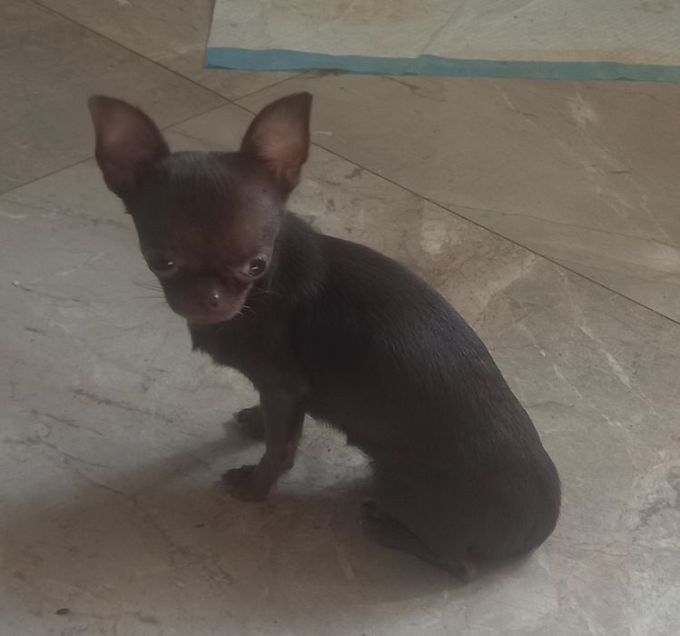 Мини девочка чихуахуа