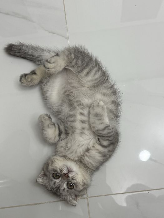 продам кота шотландский вислоухи