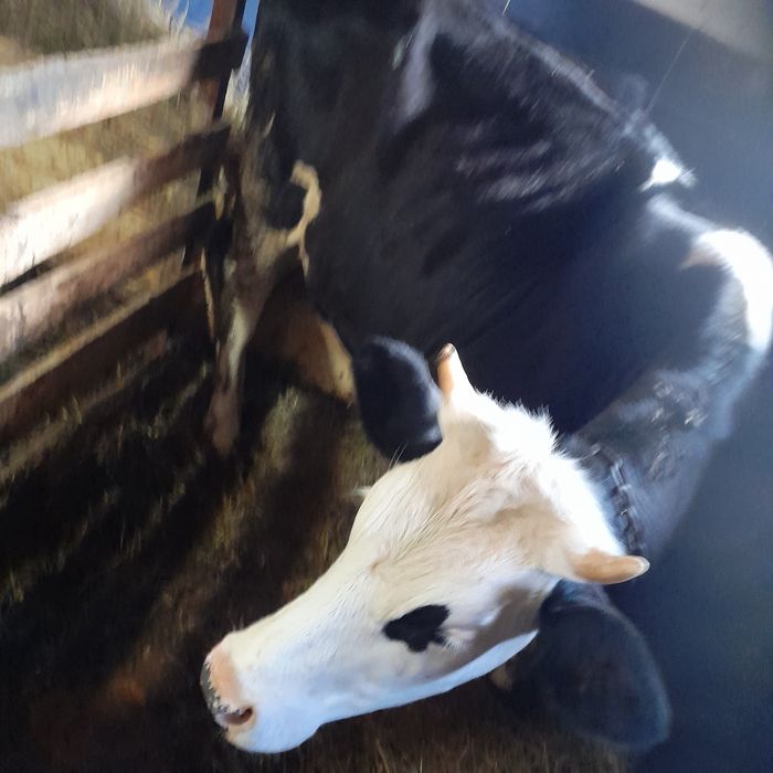 Vând o junincă de un an din rasa BR la prețul de 5700 neg.