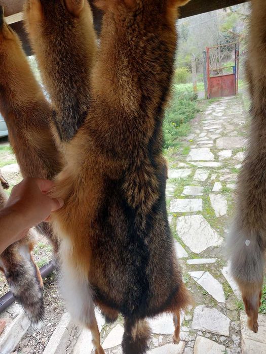 Кожа на чакал уникат